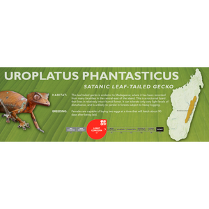 Satanic Leaf-Tailed Gecko (Uroplatus phantasticus) Standard Vivarium Label