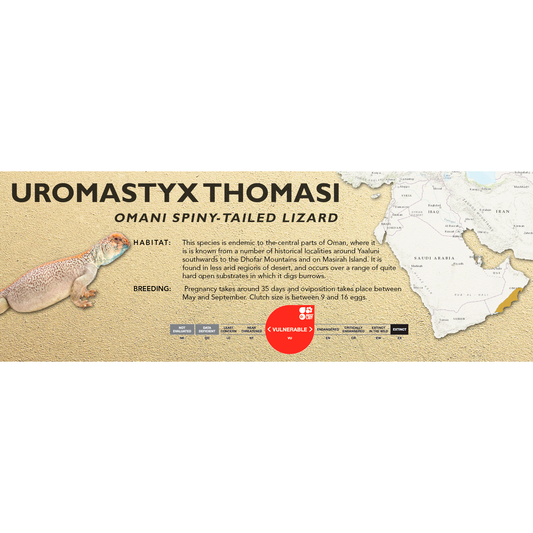 Omani Spiny-Tailed Lizard (Uromastyx thomasi) Standard Vivarium Label