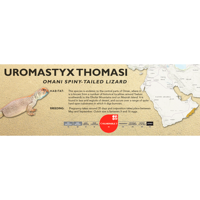 Omani Spiny-Tailed Lizard (Uromastyx thomasi) Standard Vivarium Label