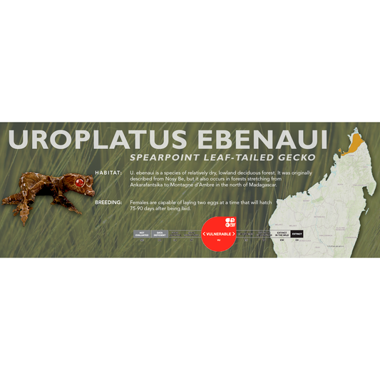 Spearpoint Leaf-Tailed Gecko (Uroplatus ebenaui) Classic Vivarium Label