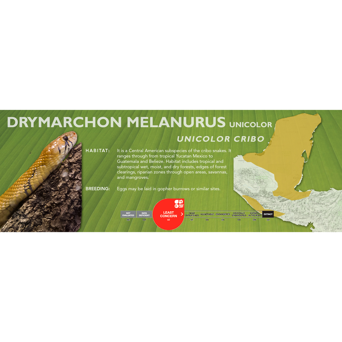 Western Indigo Snake (Drymarchon melanurus) Classic Vivarium Label