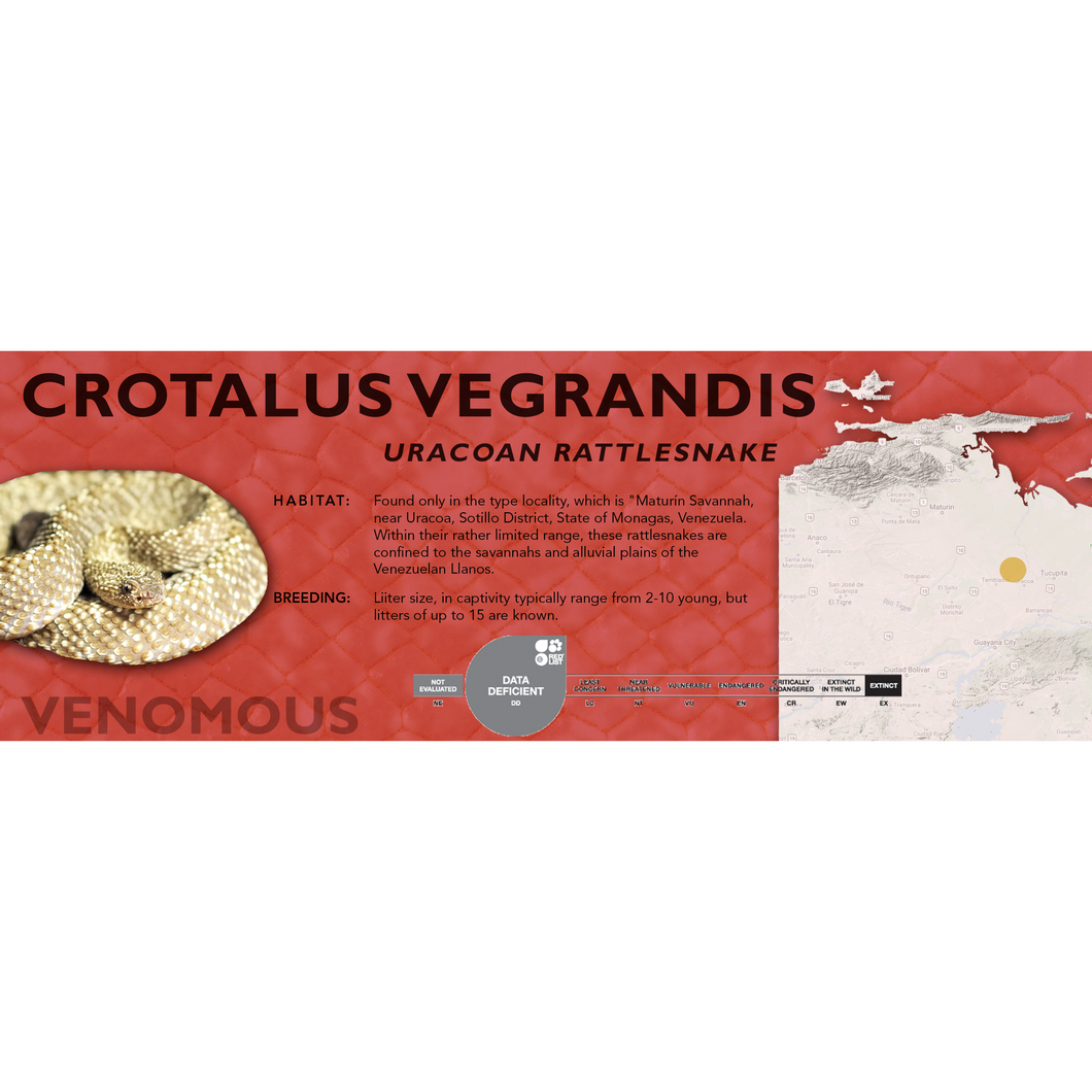 Uracoan Rattlesnake (Crotalus vegrandis) Standard Vivarium Label