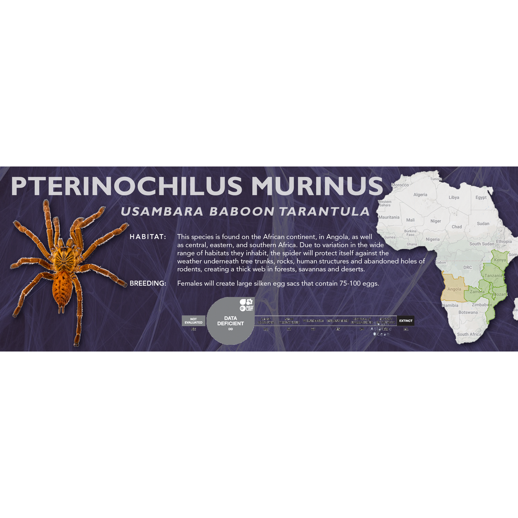 Usambara Baboon Tarantula (Pterinochilus murinus) - Standard Vivarium Label