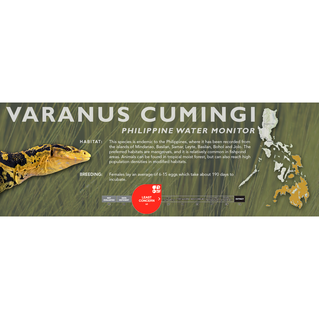Philippine Water Monitor (Varanus cumingi) Standard Vivarium Label