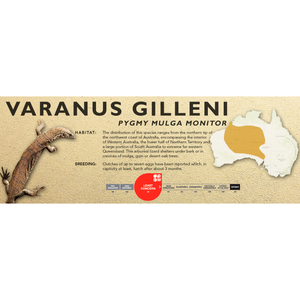Pygmy Mulga Monitor (Varanus gilleni) Standard Vivarium Label