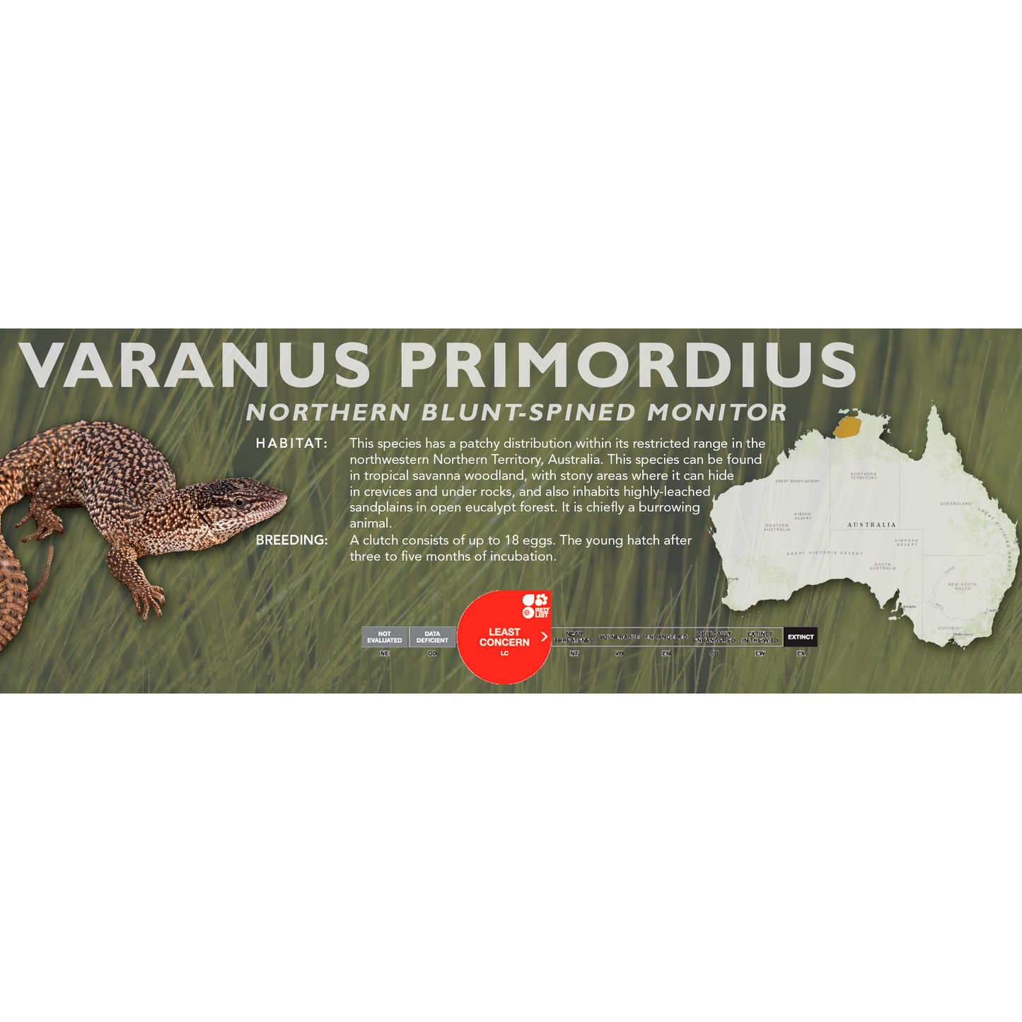 Northern Blunt-Spined Monitor (Varanus primordius) Classic Vivarium Label