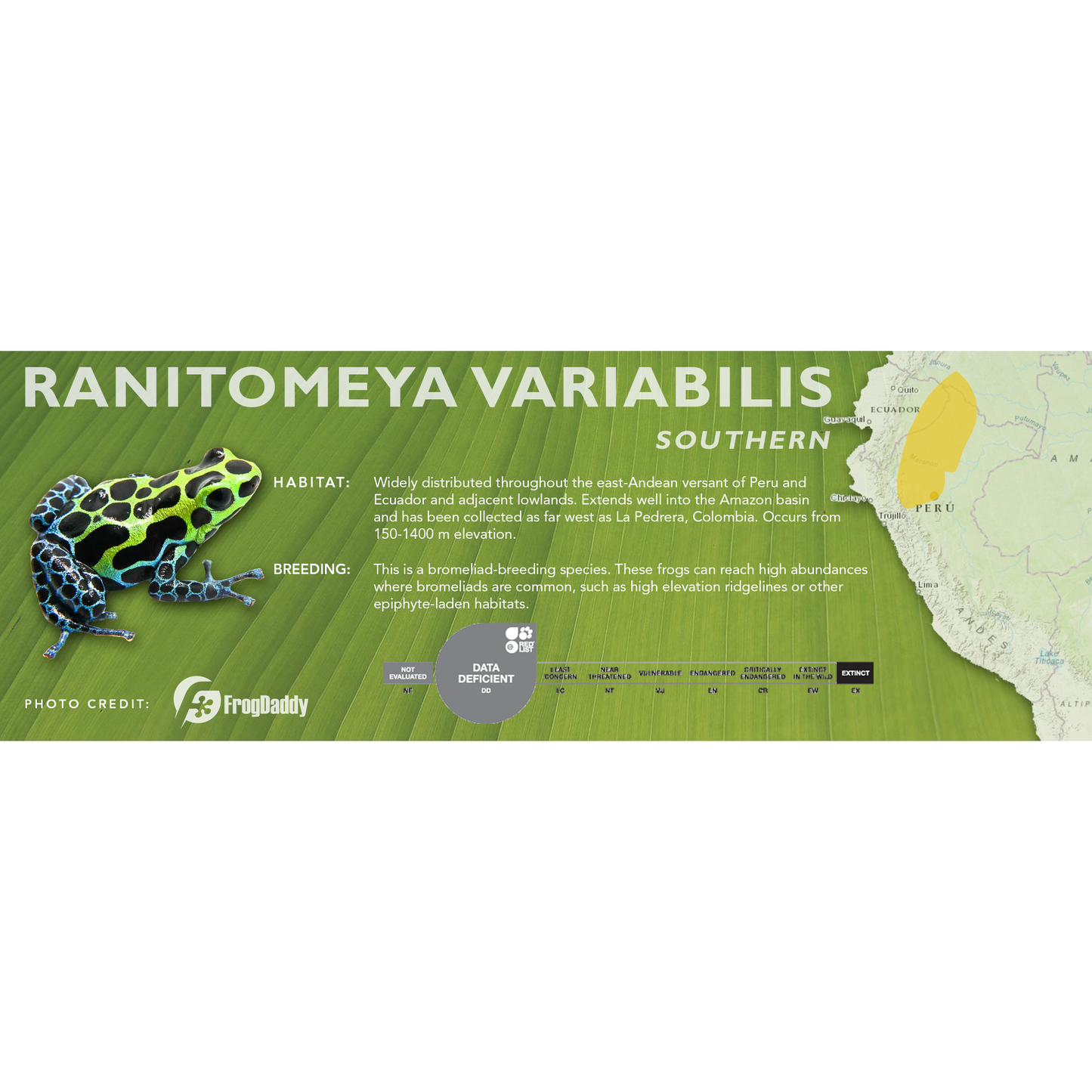 Ranitomeya variabilis - Standard Vivarium Label