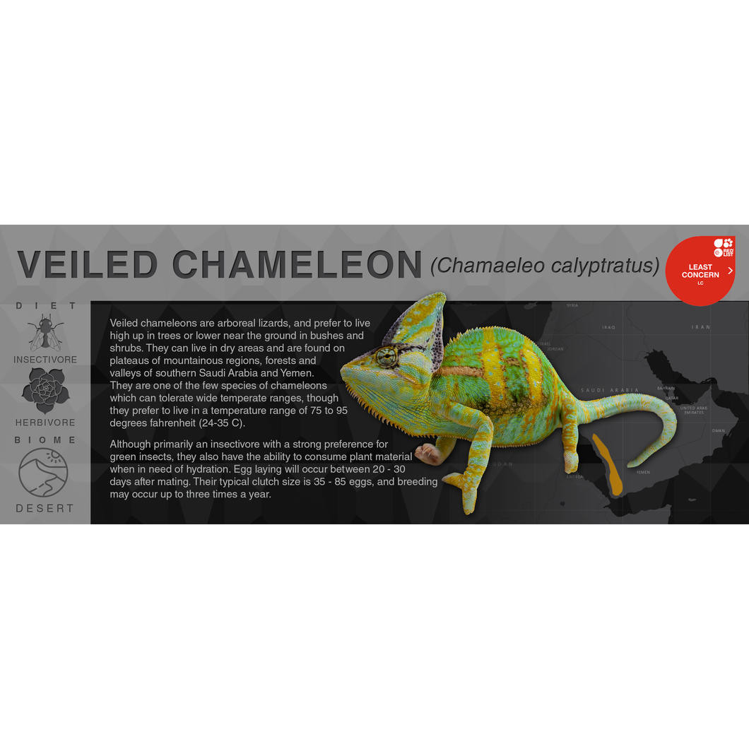 Veiled Chameleon (Chamaeleo calyptratus) - Black Series Vivarium Label