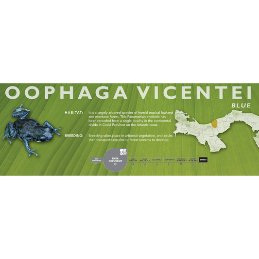 Oophaga vicentei - Standard Vivarium Label