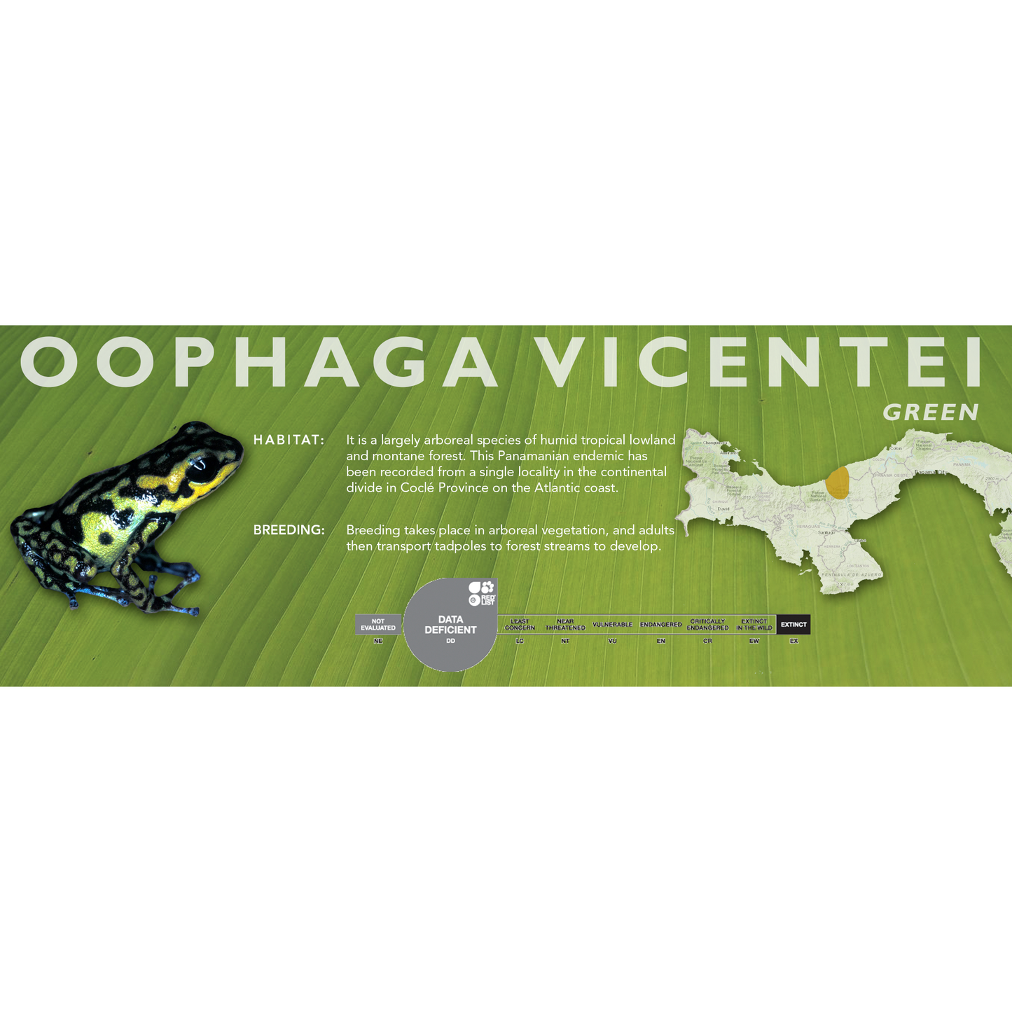 Oophaga vicentei - Classic Vivarium Label