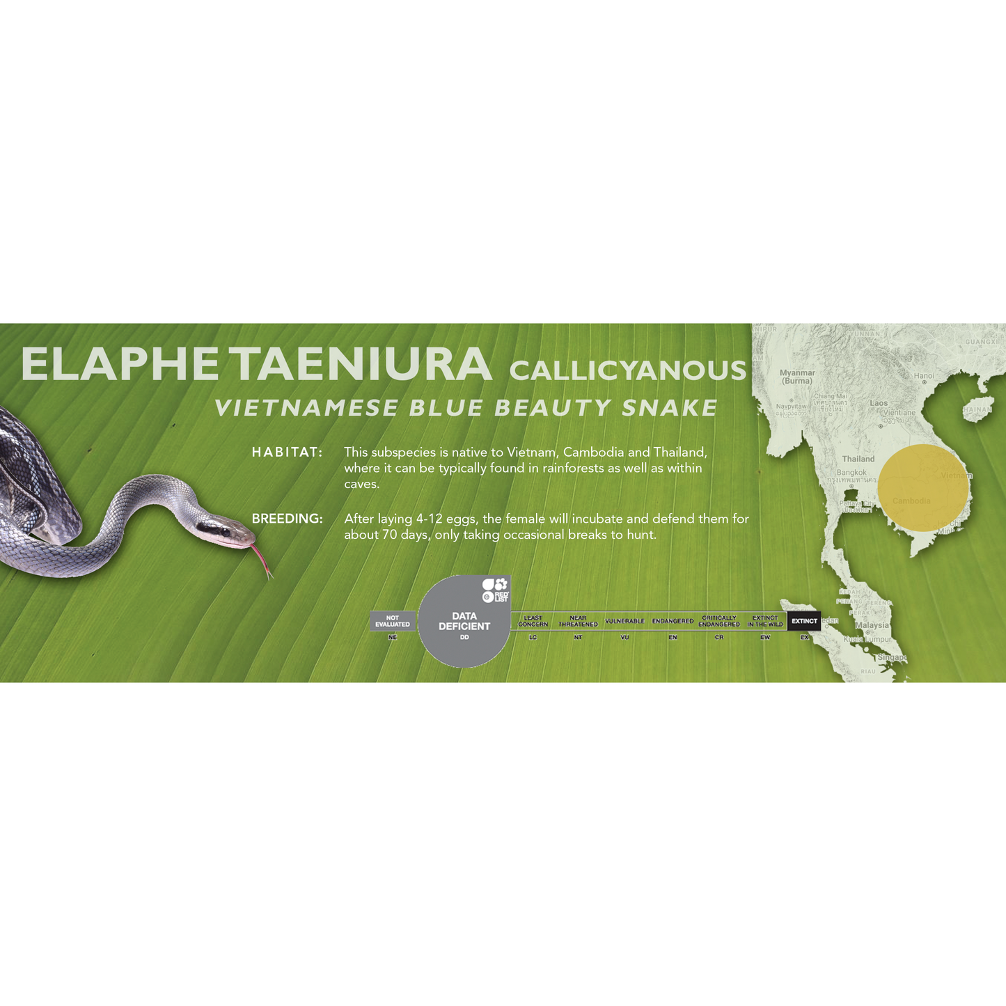 Vietnamese Blue Beauty Snake (Elaphe taeniura callicyanous - Orthriophis taeniurus callicyanous) Standard Vivarium Label