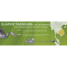 Load image into Gallery viewer, Vietnamese Blue Beauty Snake (Elaphe taeniura callicyanous - Orthriophis taeniurus callicyanous) Standard Vivarium Label