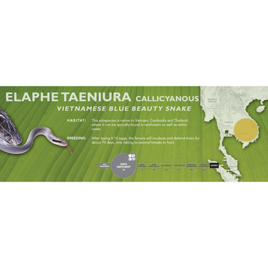Vietnamese Blue Beauty Snake (Elaphe taeniura callicyanous - Orthriophis taeniurus callicyanous) Standard Vivarium Label