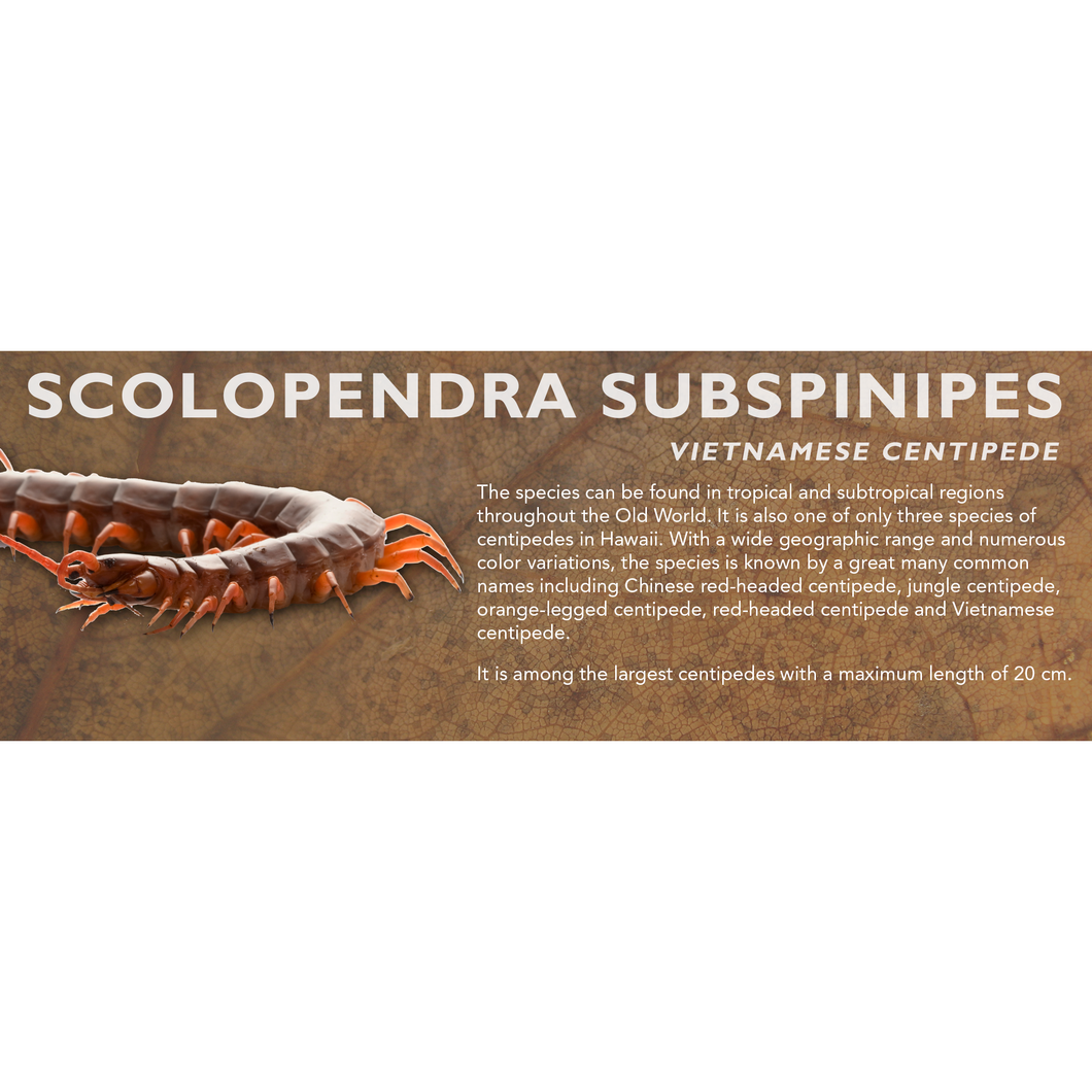 Scolopendra subspinipes - Vietnamese Centipede Label