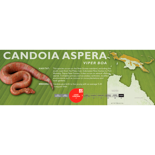 Viper Boa (Candoia aspera) Classic Vivarium Label