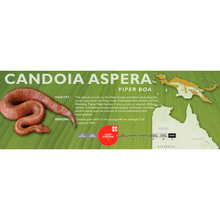 Load image into Gallery viewer, Viper Boa (Candoia aspera) Standard Vivarium Label