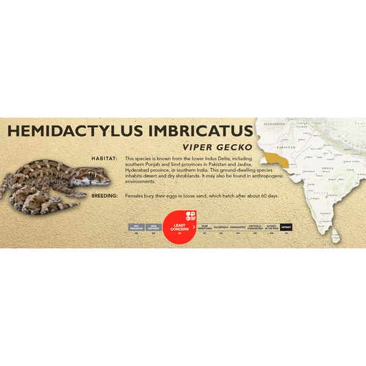 Viper Gecko (Hemidactylus imbricatus) Classic Vivarium Label