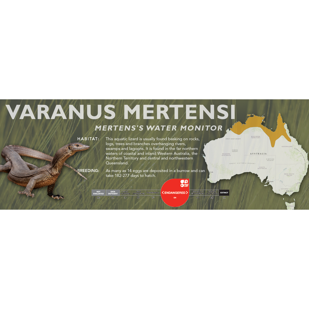 Mertens's Water Monitor (Varanus mertensi) Standard Vivarium Label