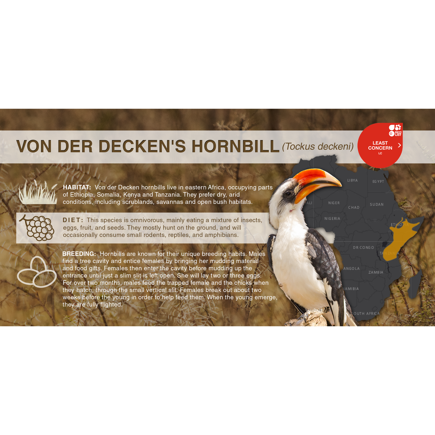 Von der Decken's Hornbill (Tockus deckeni) - Aluminum Sign