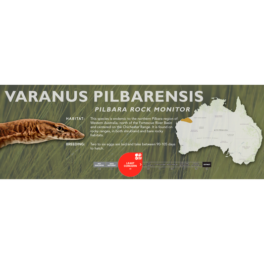 Pilbara Rock Monitor (Varanus pilbarensis) Classic Vivarium Label