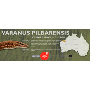 Pilbara Rock Monitor (Varanus pilbarensis) Standard Vivarium Label