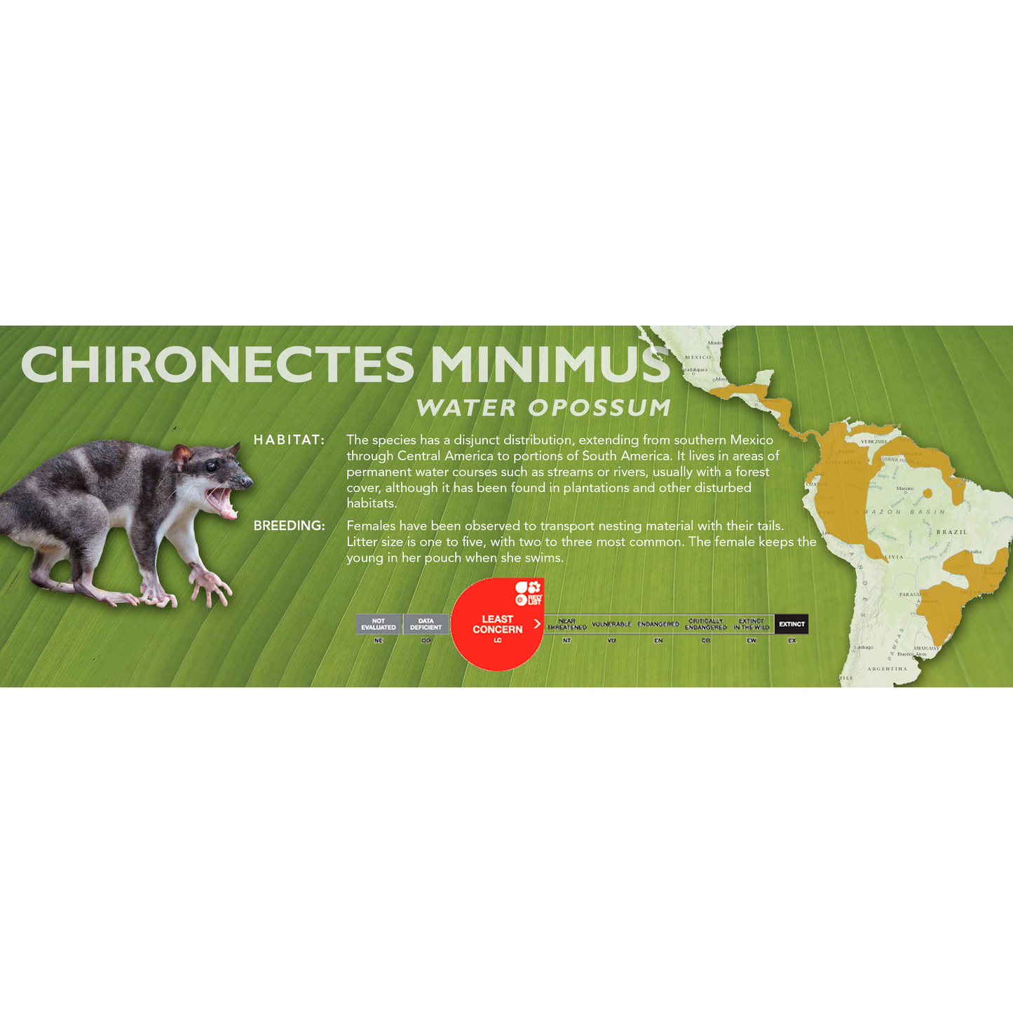 Water Opossum (Chironectes minimus) - Standard Vivarium Label