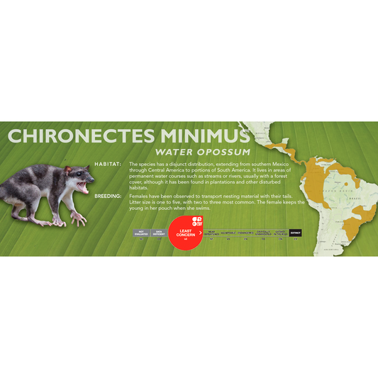 Water Opossum (Chironectes minimus) - Classic Vivarium Label