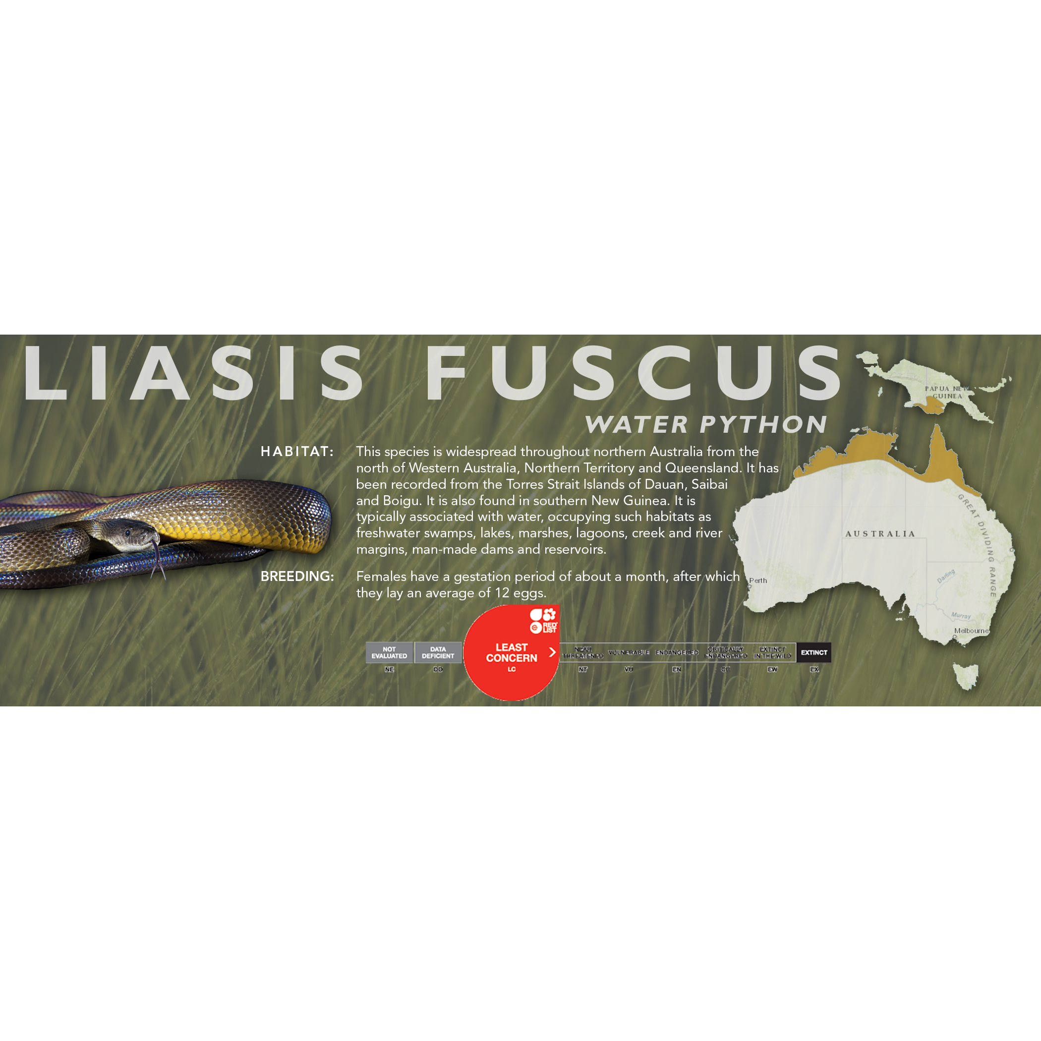 Water Python (Liasis fuscus) Classic Vivarium Label – Cloud Forest Design