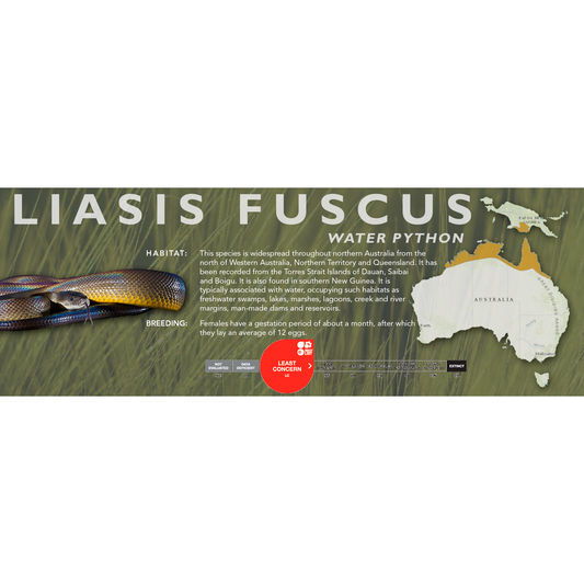 Water Python (Liasis fuscus) Classic Vivarium Label