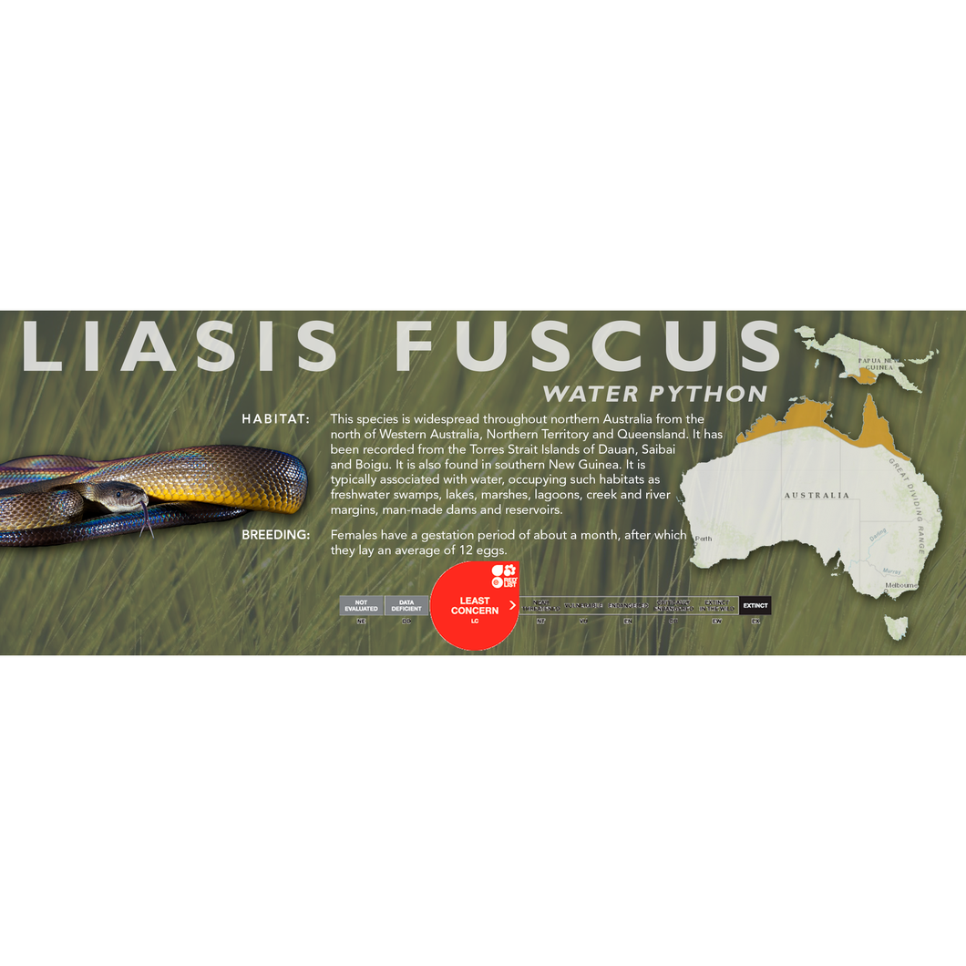 Water Python (Liasis fuscus) Standard Vivarium Label