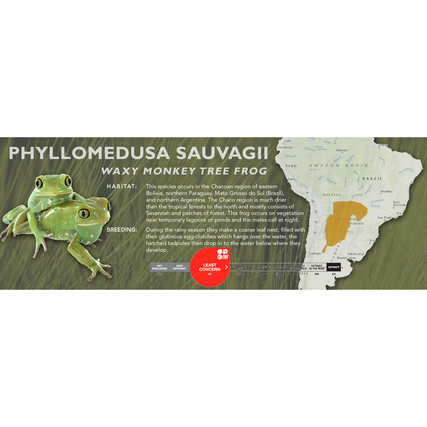 Waxy Monkey Tree Frog (Phyllomedusa sauvagii) - Standard Vivarium Label