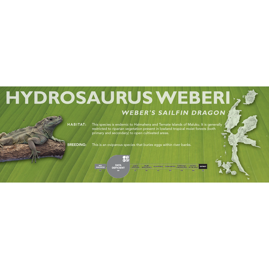 Weber's Sailfin Dragon (Hydrosaurus weberi) Classic Vivarium Label