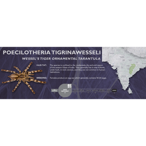 Wessel's Tiger Ornamental Tarantula (Poecilotheria tigrinawesseli) - Standard Vivarium Label