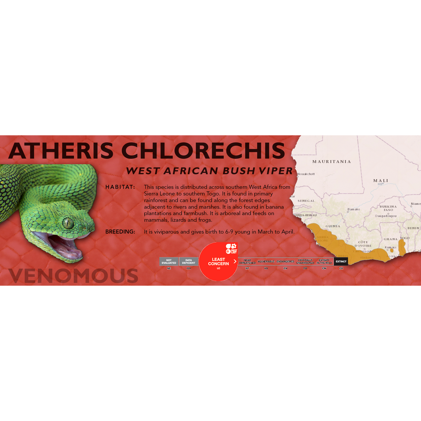 West African Bush Viper (Atheris chlorechis) Classic Vivarium Label