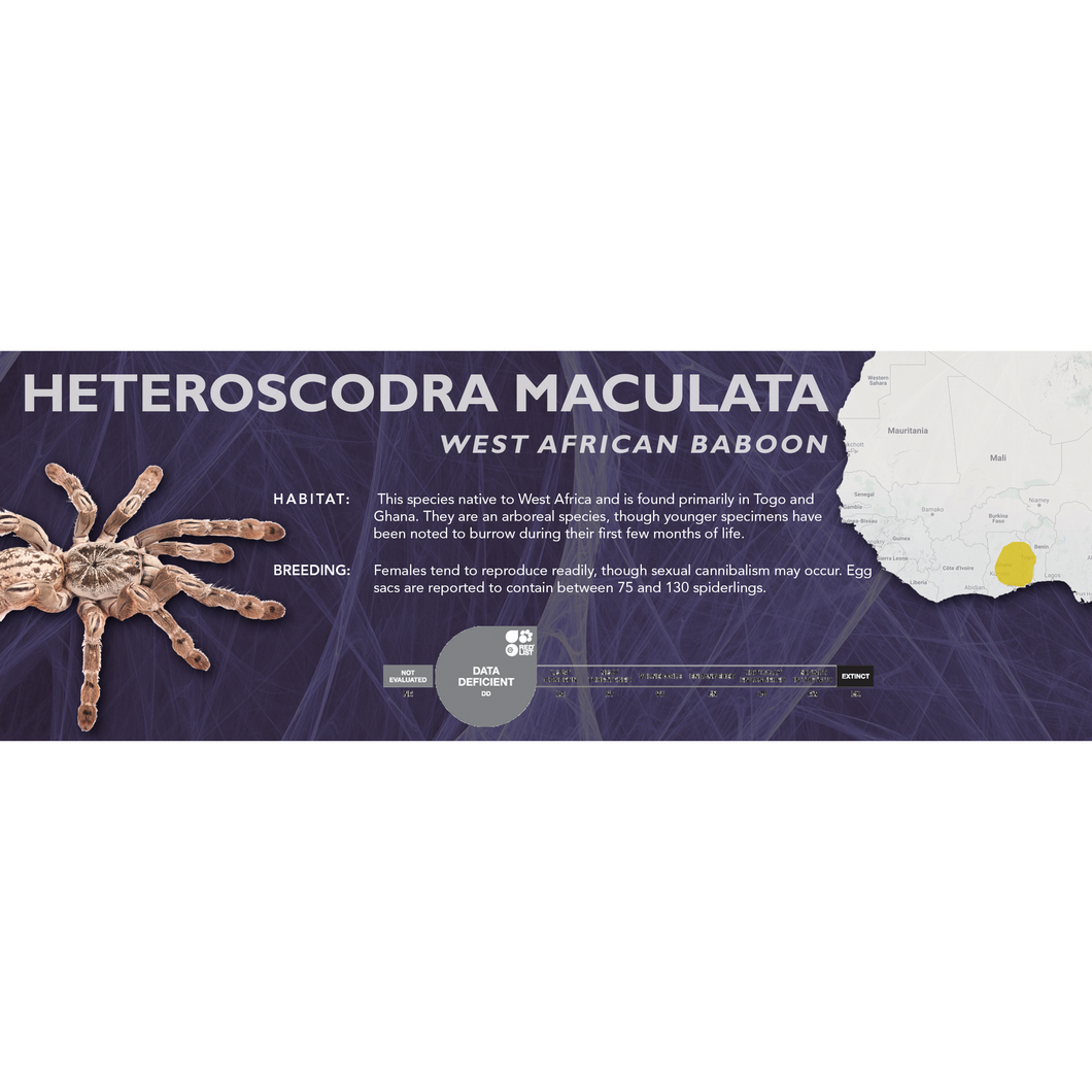 West African Baboon (Heteroscodra maculata) - Standard Vivarium Label