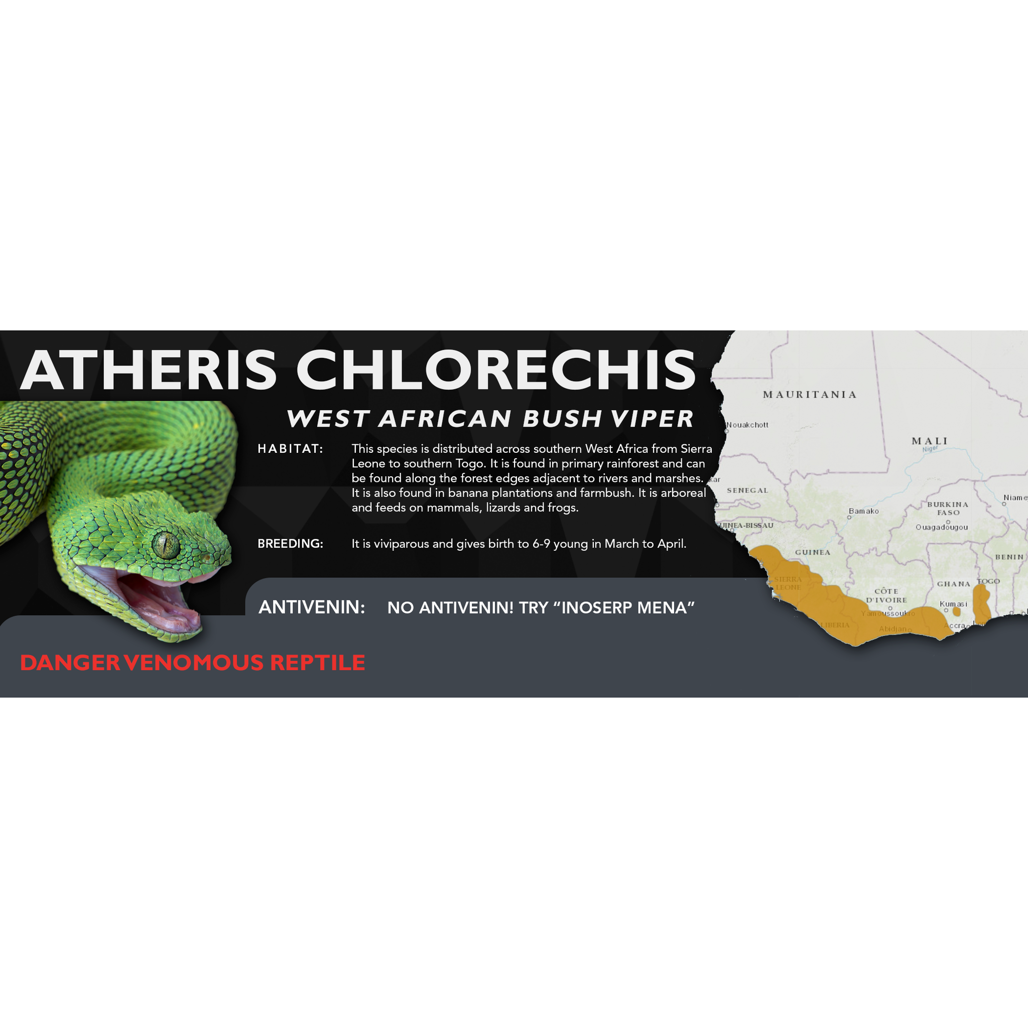 West African Bush Viper (Atheris chlorechis) Standard Vivarium Label –  Cloud Forest Design