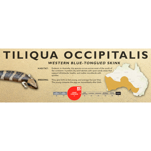 Western Blue-Tongued Skink (Tiliqua occipitalis) Classic Vivarium Label