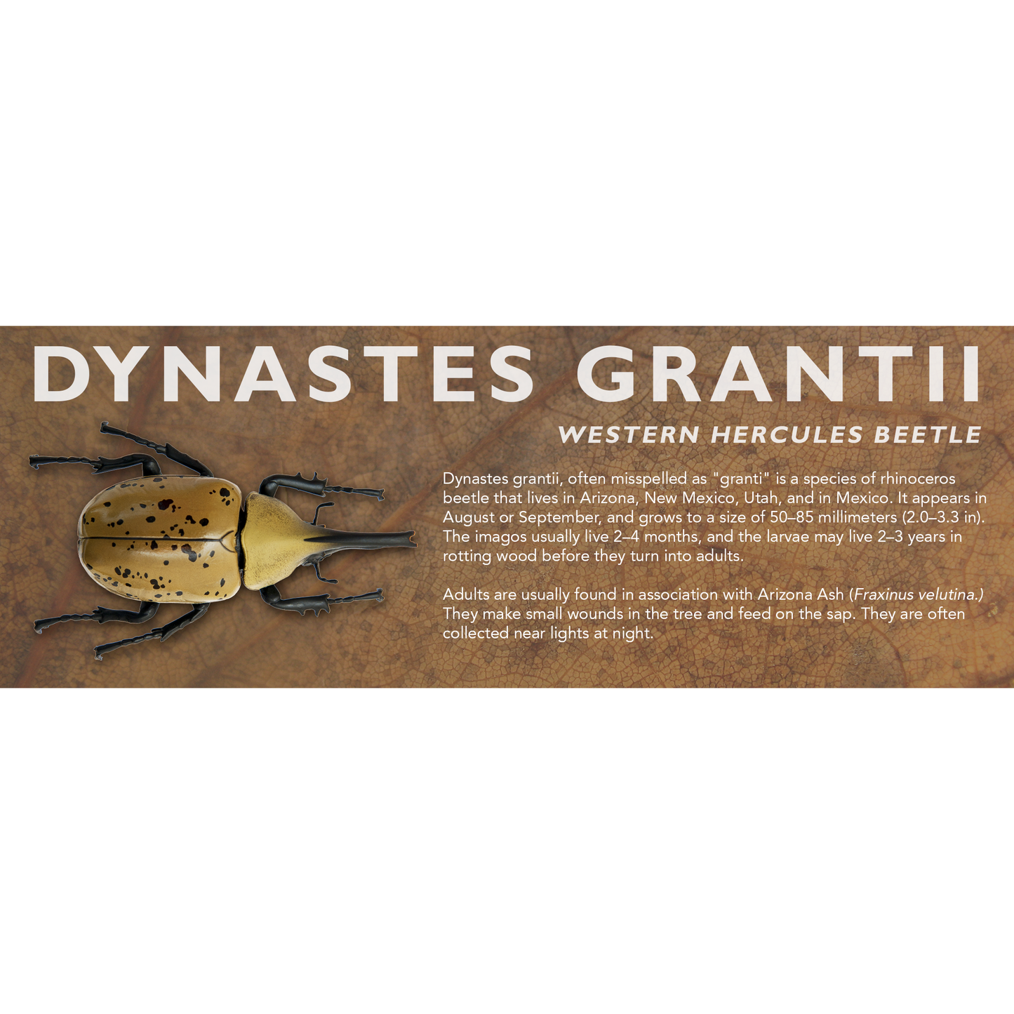 Dynastes grantii (Western Hercules Beetle) - Beetle Label