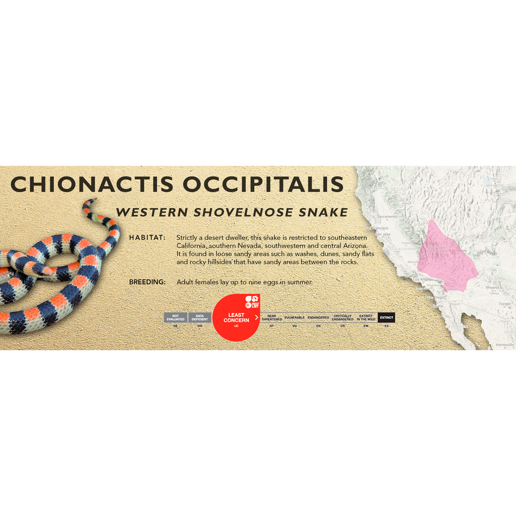 Western Shovelnose Snake (Chionactis occipitalis) Standard Vivarium Label