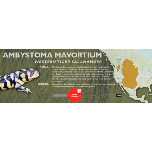 Western Tiger Salamander (Ambystoma mavortium) - Classic Vivarium Label