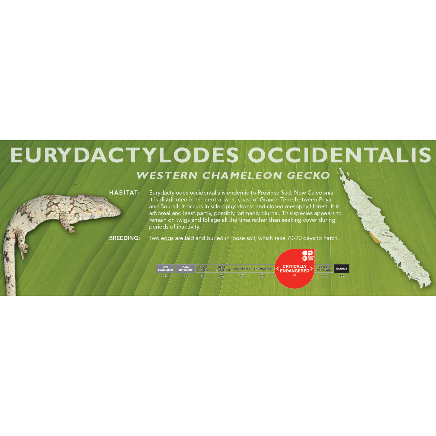 Western Chameleon Gecko (Eurydactylodes occidentalis) Standard Vivarium Label