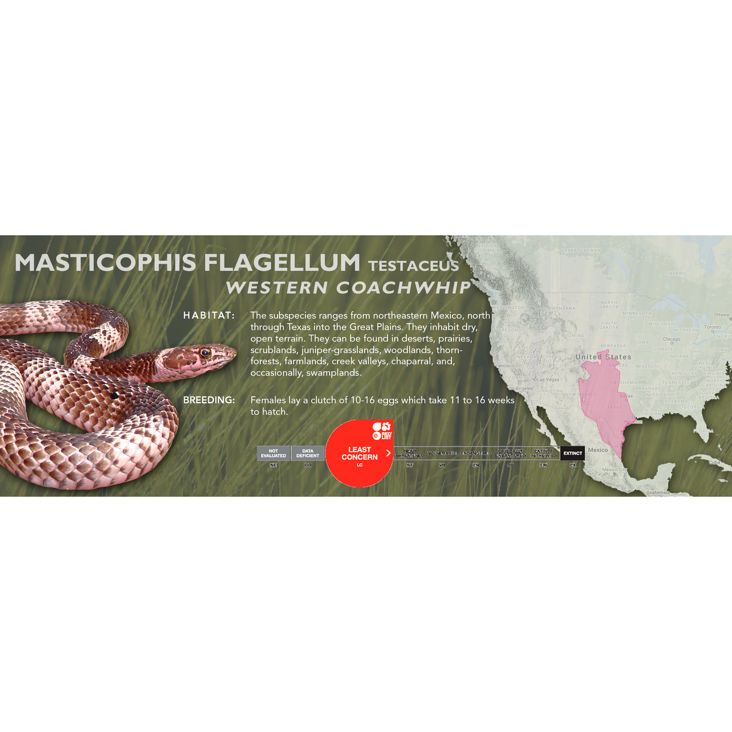 Coachwhip (Masticophis flagellum) Classic Vivarium Label