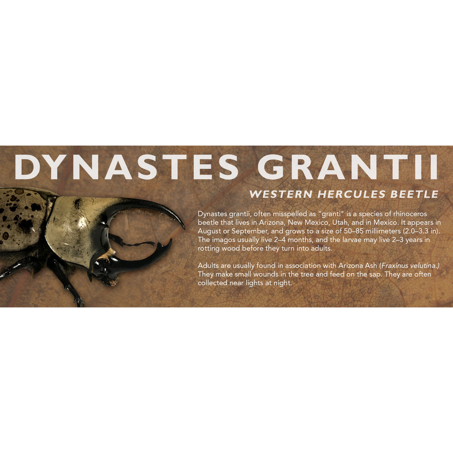 Dynastes grantii (Western Hercules Beetle) - Beetle Label