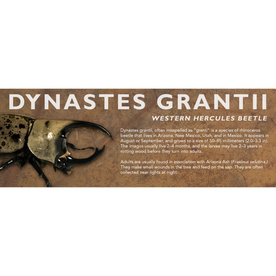 Dynastes grantii (Western Hercules Beetle) - Beetle Label