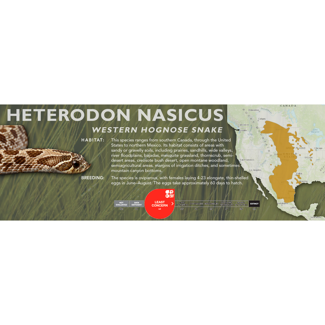 Western Hognose Snake (Heterodon nasicus) Standard Vivarium Label