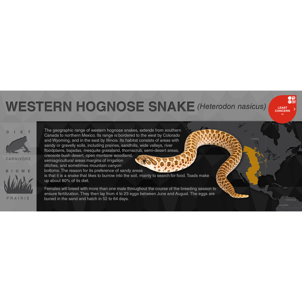 Western Hognose Snake (Heterodon nasicus) - Black Series Vivarium Label