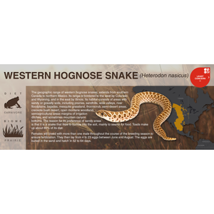 Western Hognose Snake (Heterodon nasicus) - Black Series Vivarium Label