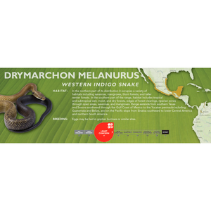 Western Indigo Snake (Drymarchon melanurus) Standard Vivarium Label