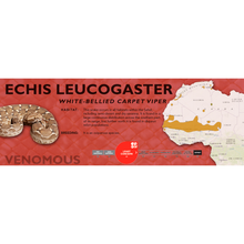 Load image into Gallery viewer, White-Bellied Carpet Viper (Echis leucogaster) Standard Vivarium Label