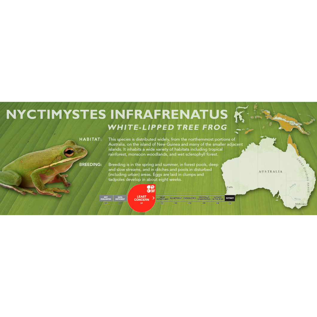 White-Lipped Tree Frog (Nyctimystes infrafrenatus) - Standard Vivarium Label